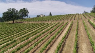 5.7K aerial stock footage fly low over grapevines uphill toward the winery in Hood River, Oregon Aerial Stock Footage | DX0001_017_012