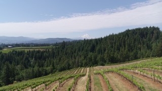 DX0001_017_013 - 5.7K aerial stock footage fly over fields of grapevines and pan to reveal Mt Hood, Hood River, Oregon