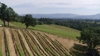 5.7K aerial stock footage fly low altitude over fields of grapevines in Hood River, Oregon Aerial Stock Footage | DX0001_017_014