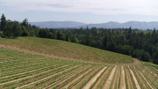 5.7K aerial stock footage fly low over fields of grapevines toward trees, Hood River, Oregon Aerial Stock Footage | DX0001_017_015