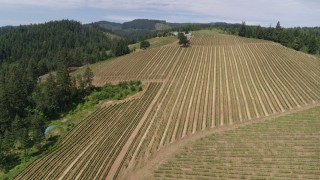 5.7K aerial stock footage approach and fly over vineyards at Phelps Creek Vineyards, Hood River, Oregon Aerial Stock Footage | DX0001_017_017