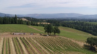 5.7K aerial stock footage approach and fly over trees and vineyards at Phelps Creek Vineyards, Hood River, Oregon Aerial Stock Footage | DX0001_017_018