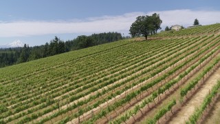 5.7K aerial stock footage of flying low over hillside grapevines at Phelps Creek Vineyards in Hood River, Oregon Aerial Stock Footage | DX0001_017_029