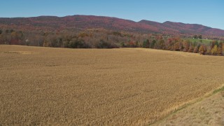 DX0002_216_029 - 5.7K aerial stock footage of flying low and ascending over corn fields in Fort Ann, New York