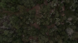 5.7K aerial stock footage of a bird's eye view of forest trees in Orlando, Florida Aerial Stock Footage | DX0003_234_032