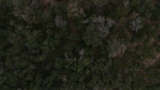 5.7K aerial stock footage of a bird's eye view of forest trees while ascending in Orlando, Florida Aerial Stock Footage | DX0003_234_033