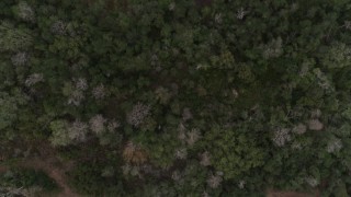 5.7K aerial stock footage of a bird's eye view of trees and clearings in a forest, Orlando, Florida Aerial Stock Footage | DX0003_234_035