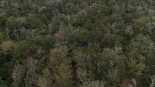 5.7K aerial stock footage of panning over forest trees, Orlando, Florida Aerial Stock Footage | DX0003_234_052