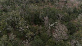 5.7K aerial stock footage slowly flying over treetops in the forest, Orlando, Florida Aerial Stock Footage | DX0003_234_060