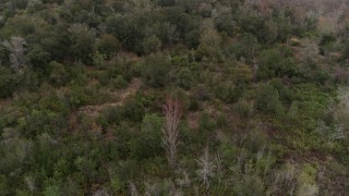 5.7K aerial stock footage a stationary and reverse view of treetops in the forest, Orlando, Florida Aerial Stock Footage | DX0003_234_061