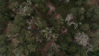 5.7K aerial stock footage looking down on trees while flying over forest, Orlando, Florida Aerial Stock Footage | DX0003_234_062