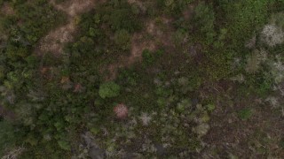 5.7K aerial stock footage looking down at trees and clearings while flying over forest, Orlando, Florida Aerial Stock Footage | DX0003_234_063