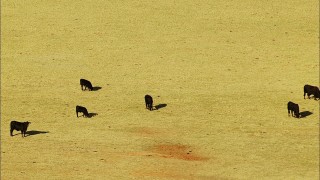 HD stock footage aerial video of cattle grazing in a field in Oklahoma Aerial Stock Footage | HDA12_076