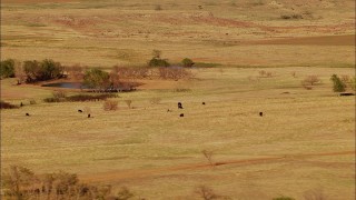 HD stock footage aerial video of cows grazing near a pond in Oklahoma Aerial Stock Footage | HDA12_116