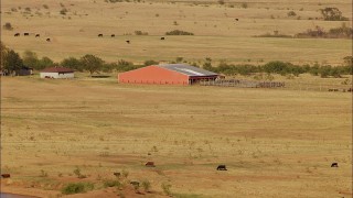 HD stock footage aerial video of cows grazing near a barn in Oklahoma Aerial Stock Footage | HDA12_117