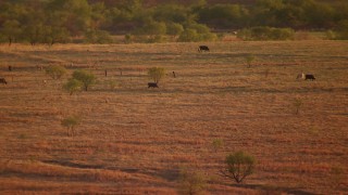 HD stock footage aerial video of cows grazing in an open field at sunset in Nocona, Texas Aerial Stock Footage | HDA12_140