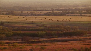 HD stock footage aerial video of cows on an open field at sunset in Nocona, Texas Aerial Stock Footage | HDA12_142