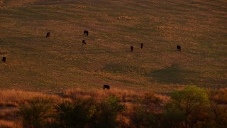 HD stock footage aerial video of cattle in a farm field at sunset in Nocona, Texas Aerial Stock Footage | HDA12_148