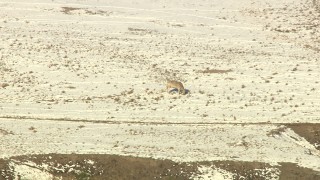 HDA13_317 - HD aerial stock footage video of hills and grazing cattle in Park County, Colorado