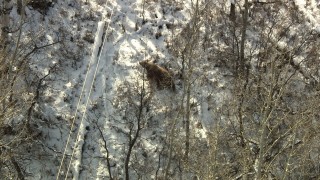 HDA13_385 - HD stock footage aerial video of a bear running through the woods in Rocky Mountains, Colorado