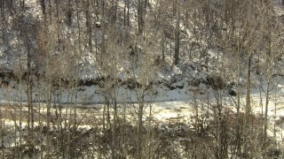 HDA13_386 - HD stock footage aerial video of a bear crossing a mountain road and climbing a slope, Rocky Mountains, Colorado