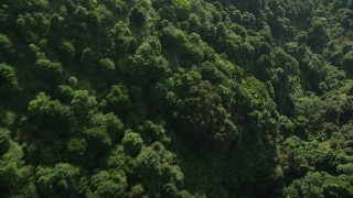 5K stock footage video fly over dense forest on Hong Kong Island, China Aerial Stock Footage | SS01_0106